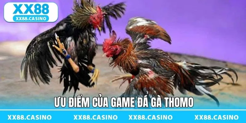 Đá gà Thomo quy tự chiến kê chất lượng